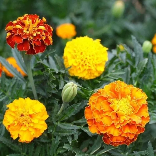 6x Edible Flower Seed Assortment