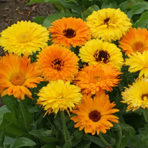 6x Edible Flower Seed Assortment