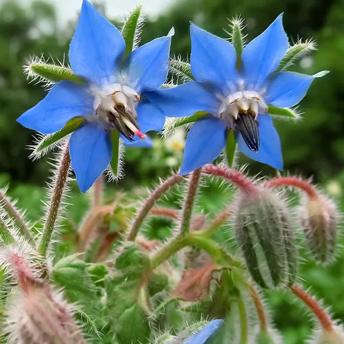 6x Edible Flower Seed Assortment