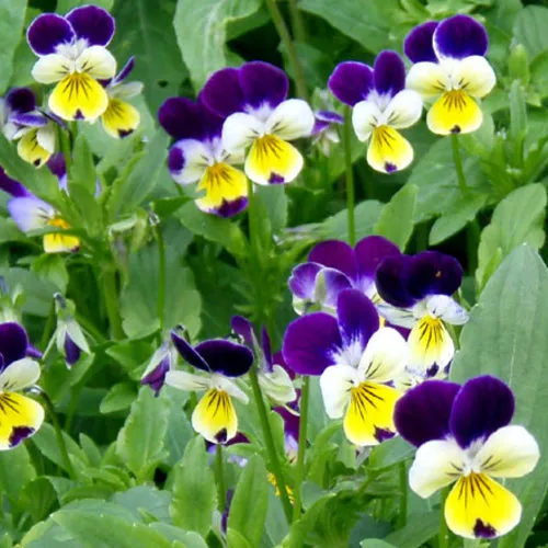 6x Edible Flower Seed Assortment