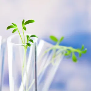 Capture Oxygen from Photosynthesis