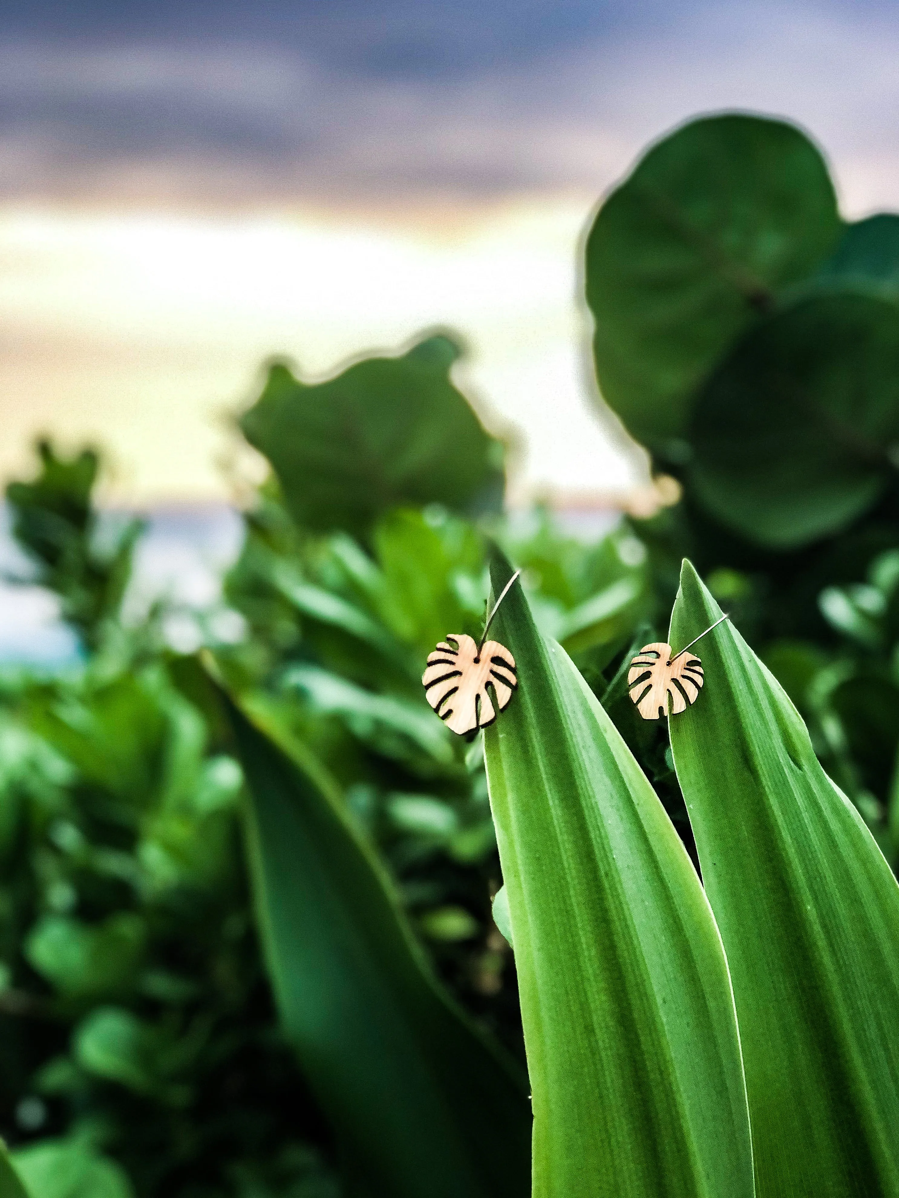 Hawaii Wood Earrings | BABY MONSTERA