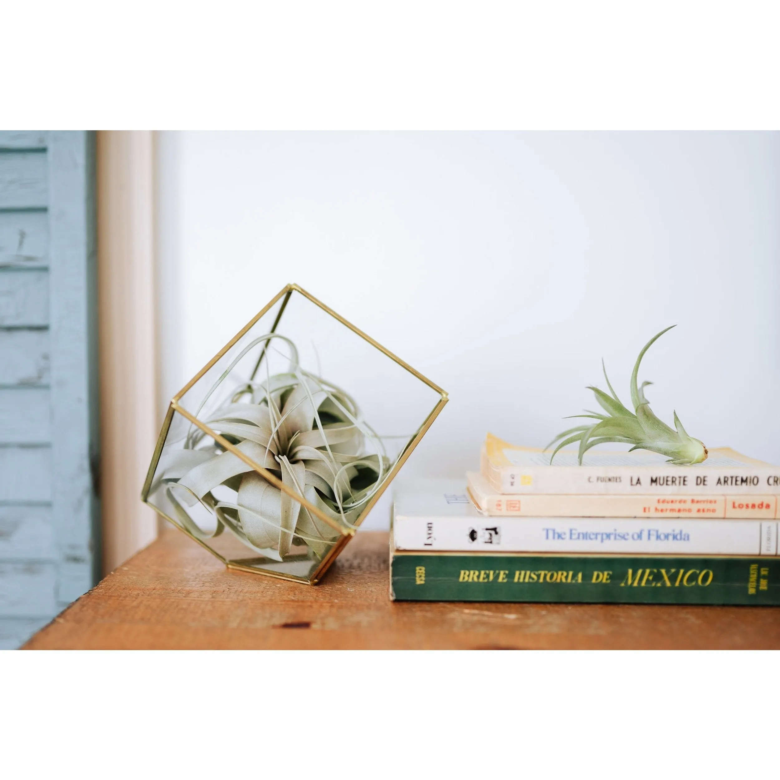 Heptahedron Geometric Glass Terrarium - Gold Metallic Finish - Trendy Holder For Tillandsia Air Plants