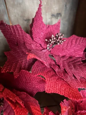 Sugar Sack Poinsettias