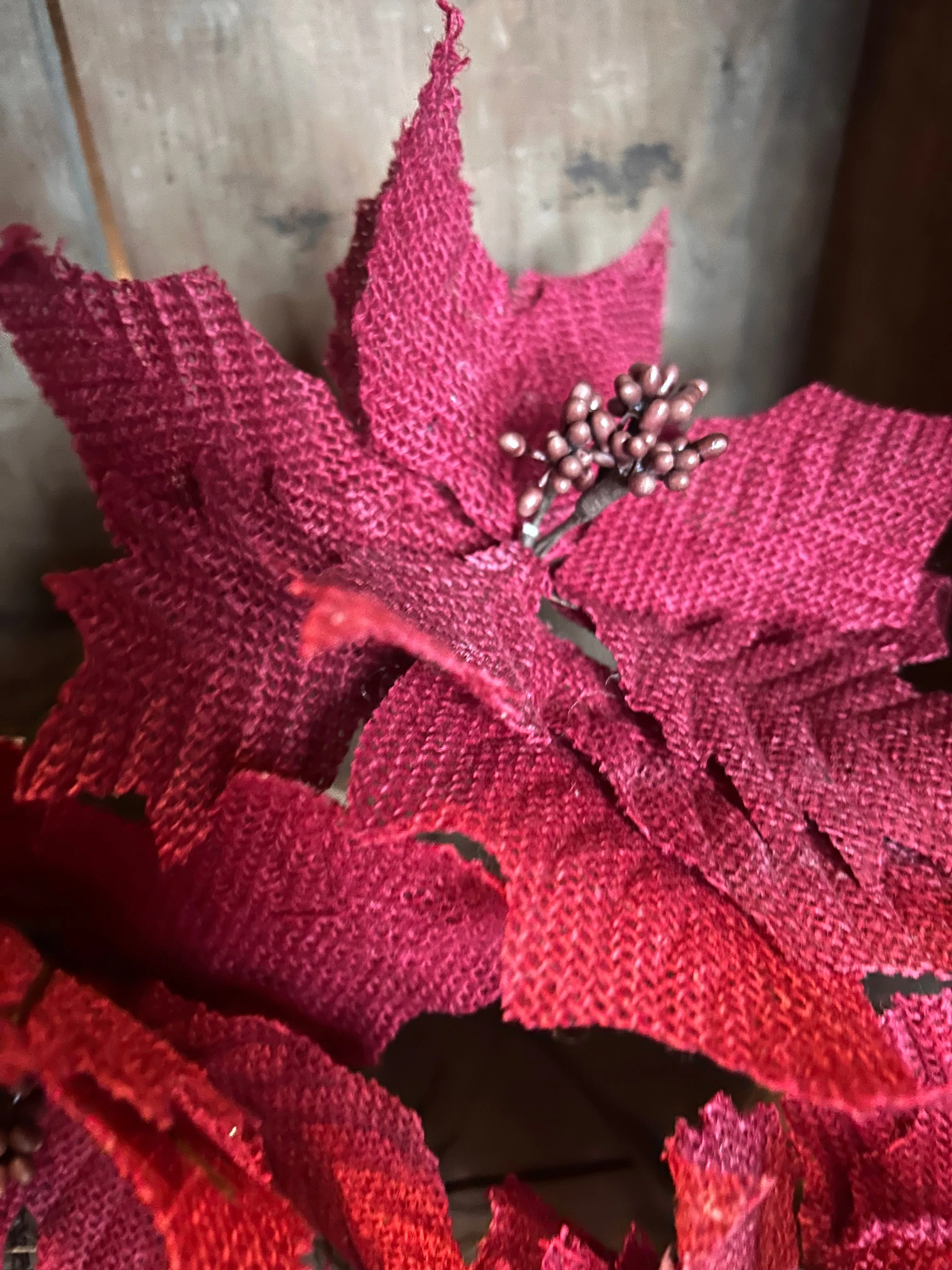 Sugar Sack Poinsettias